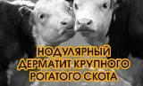 Памятка. Нодулярный дерматит крупного рогатого скота