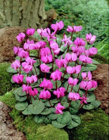 Акция "Первоцветы"