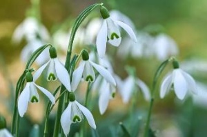 В Краснодарском крае стартовала ежегодная операция «Первоцветы»