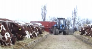 Фермер из Брюховецкого района на грант увеличил стадо на 103 коровы