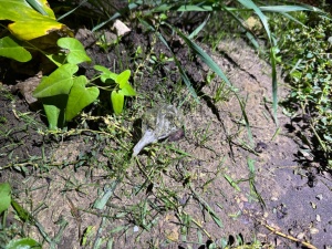 В Брюховецком районе задержан подозреваемый в незаконном обороте наркотиков