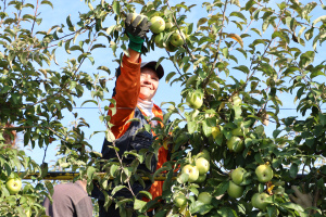 Сбор урожая плодовых культур продолжается в Брюховецком районе