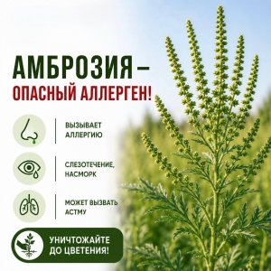 Внимание! Амброзия!