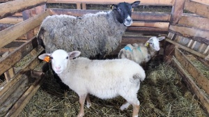 В соцзащите можно получить государственную помощь на ведение ЛПХ