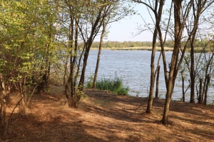 Бейсугский лес получил бессрочный охранный статус