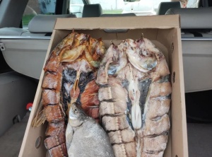 Сотрудники полиции проводят проверки в рамках оперативно-профилактического мероприятия «Путина-2026»