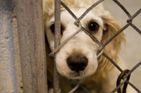 Полицейские Брюховецкого района предупреждают об уголовной ответственности за жестокое обращение с животными