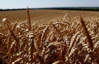 Аграрии приступили к уборке озимой пшеницы