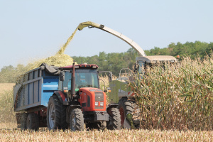 В хозяйствах района приступили к уборке кукурузы 