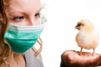 Что необходимо знать о гриппе птиц