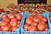 Фермерам Кубани помогут реализовать сельхозпродукцию
