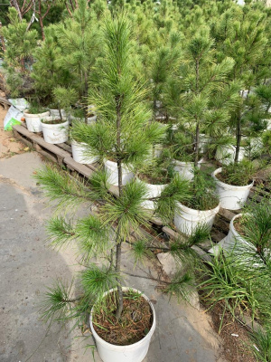 Кубанцам предлагают забрать 30 тысяч деревьев для озеленения дворов