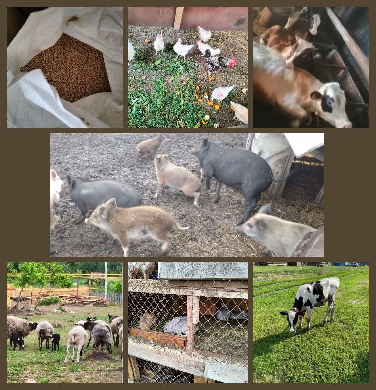 В управлении социальной защиты населения в Брюховецком районе можно получить государственную социальную помощь в размере не более 200 000 рублей на ведение личного подсобного хозяйства В управлении социальной защиты населения в Брюховецком районе можно получить государственную социальную помощь в размере не более 200 000 рублей на ведение личного подсобного хозяйства