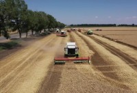 Брюховчане — первые среди аграриев края по урожайности пшеницы