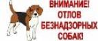 Отлов животных без владельцев