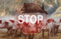 Африканская чума свиней: что необходимо знать о АЧС