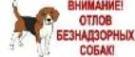 Отлов животных без владельцев