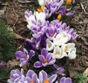 В Краснодарском крае продолжается ежегодная операция «Первоцветы»